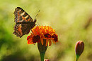 Butterfly browsing, Nepal