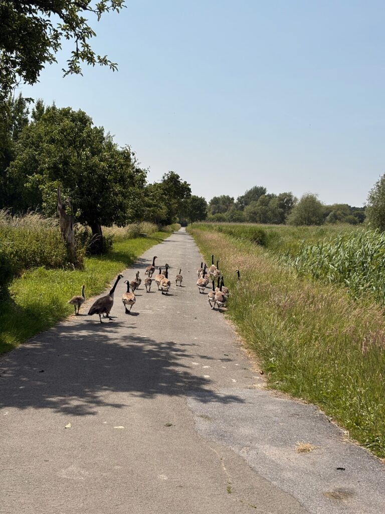 Embouteillage sur la piste cyclable
