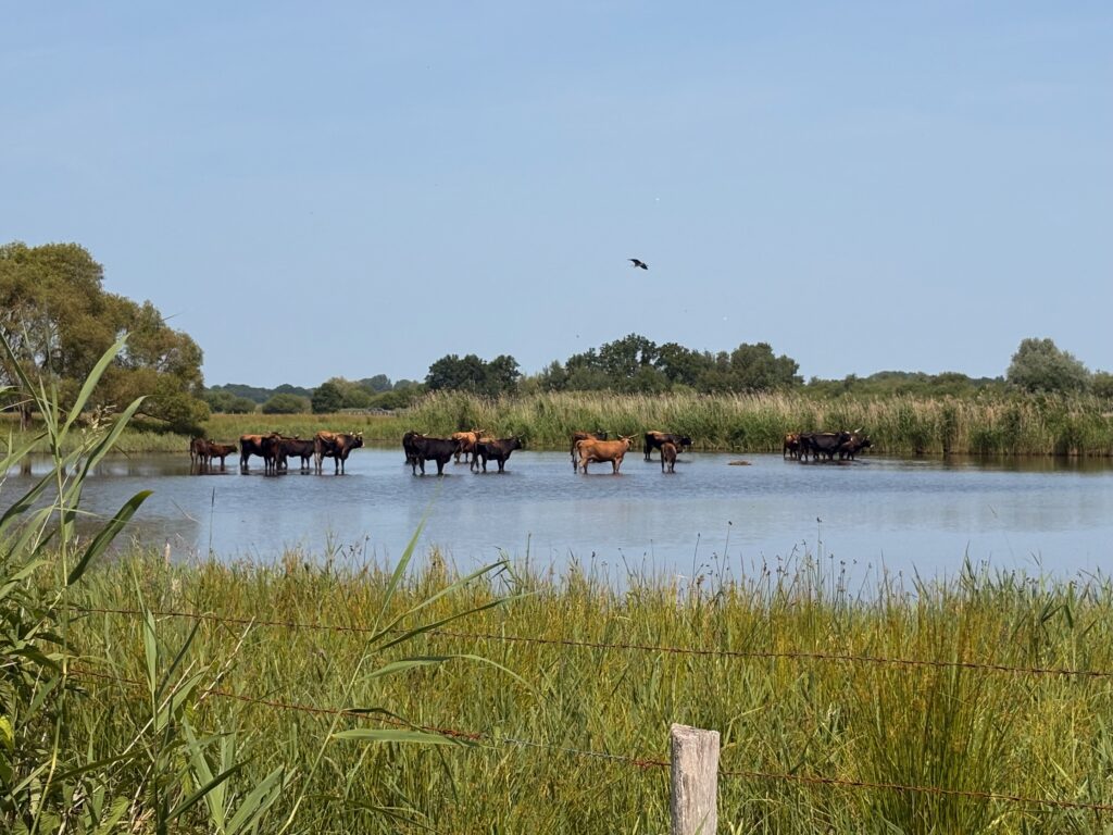 On se croirait en Camargue